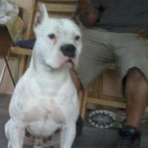 Meet your Posher, Pabllo